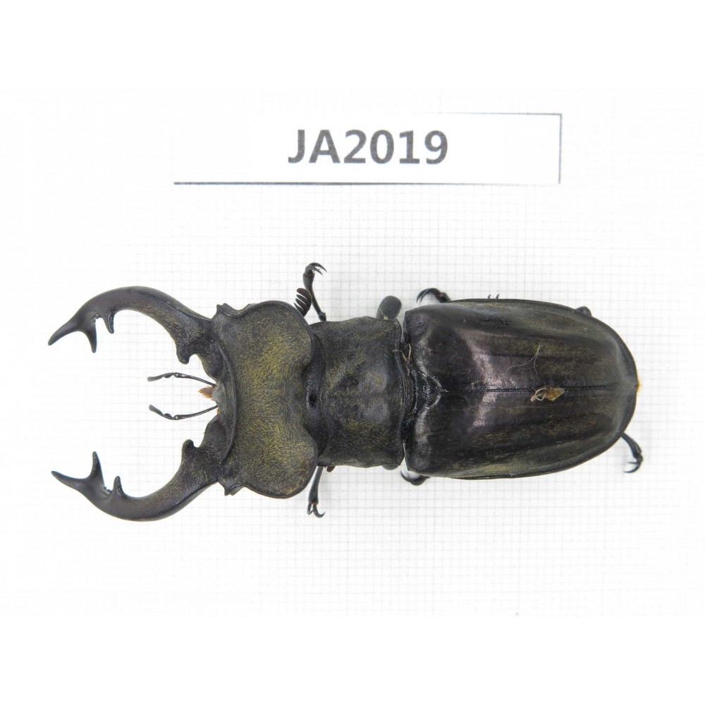 Lucanus nangsara. Myanmar, Kechin, Nanse. 1M. JA2019.