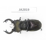 Lucanus nangsara. Myanmar, Kechin, Nanse. 1M. JA2019.