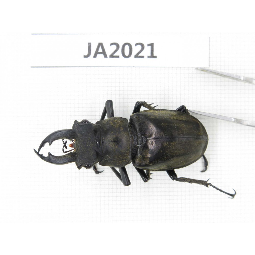 Lucanus sp. Myanmar, Kechin, Nanse. 1M. JA2021.