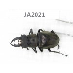 Lucanus sp. Myanmar, Kechin, Nanse. 1M. JA2021.
