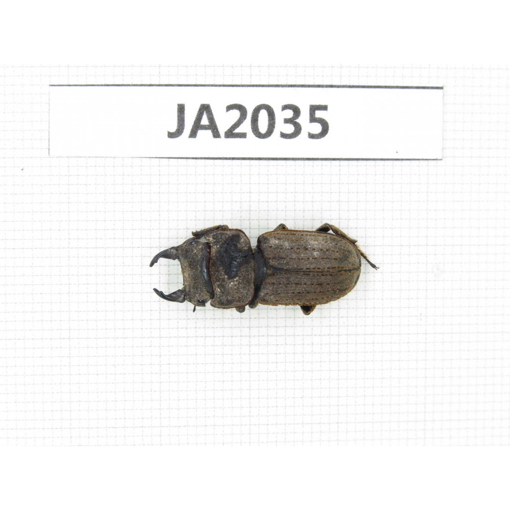Dorcus sp. Myanmar, Kechin, Nanse. 1M. JA2035.