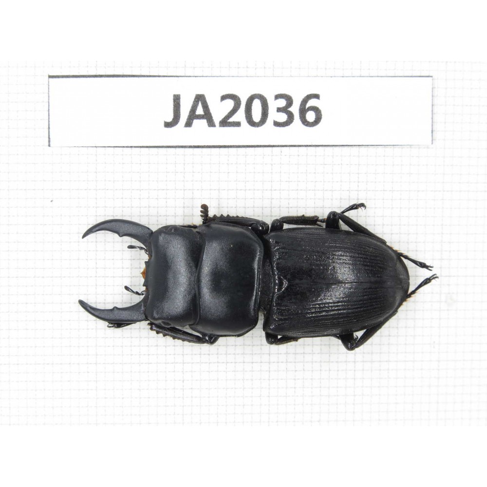 Dorcus sp. Myanmar, Kechin, Nanse. 1M. JA2036.