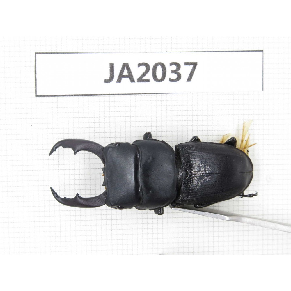 Dorcus sp. Myanmar, Kechin, Nanse. 1M. JA2037.