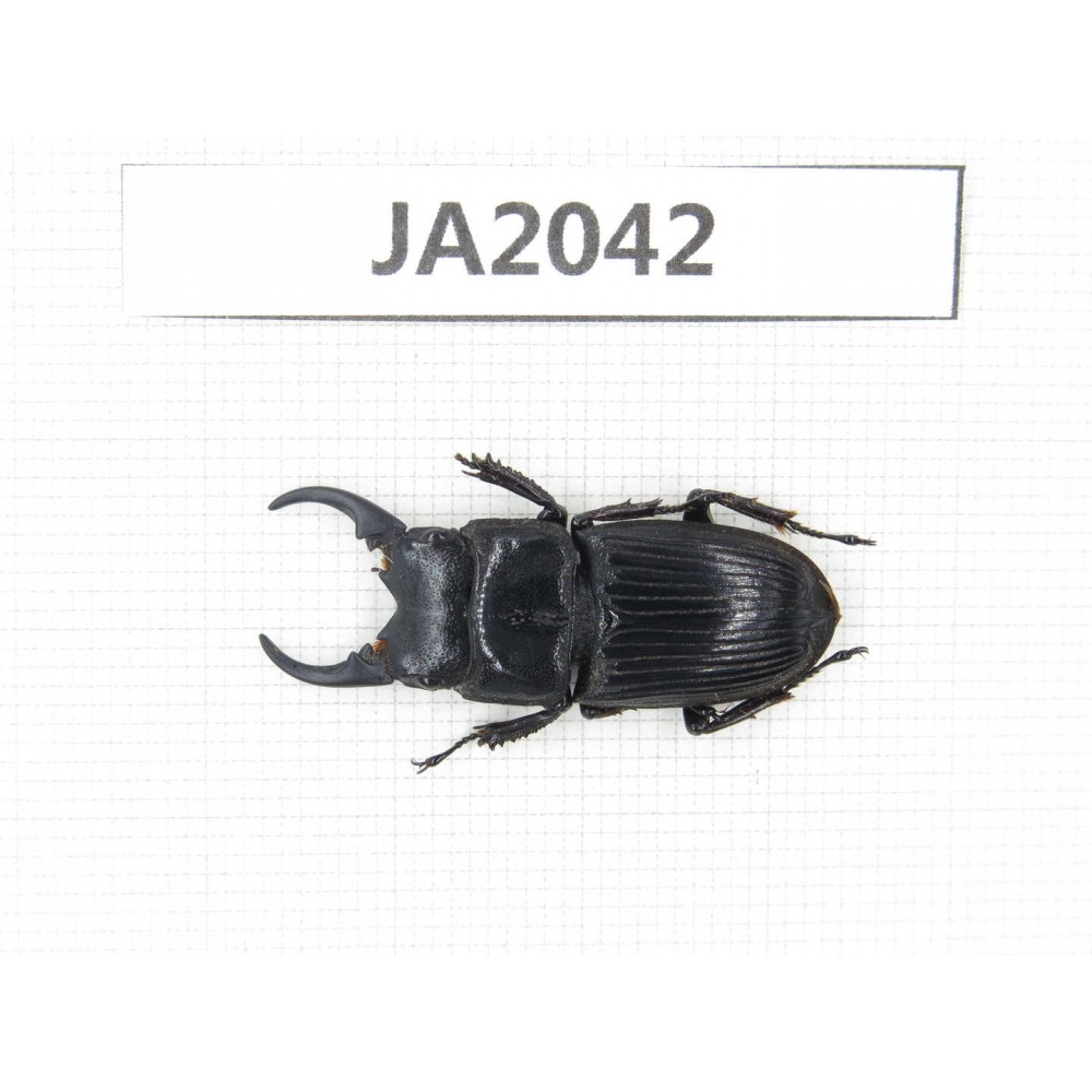 Aegus sp. China, Myanmar, Kechin, Nanse. 1M. JA2042.
