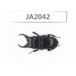 Aegus sp. China, Myanmar, Kechin, Nanse. 1M. JA2042.