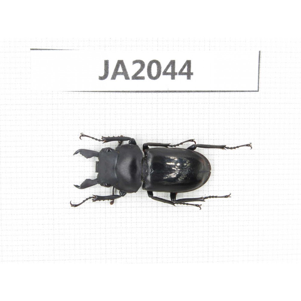 Dorcus sp. Myanmar, Kechin, Nanse. 1M. JA2044.