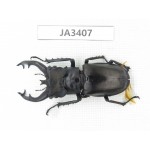 Lucanus fryi. China, Tibet, Linzhi, Motuo county. 1M. JA3407.