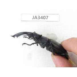 Lucanus fryi. China, Tibet, Linzhi, Motuo county. 1M. JA3407.