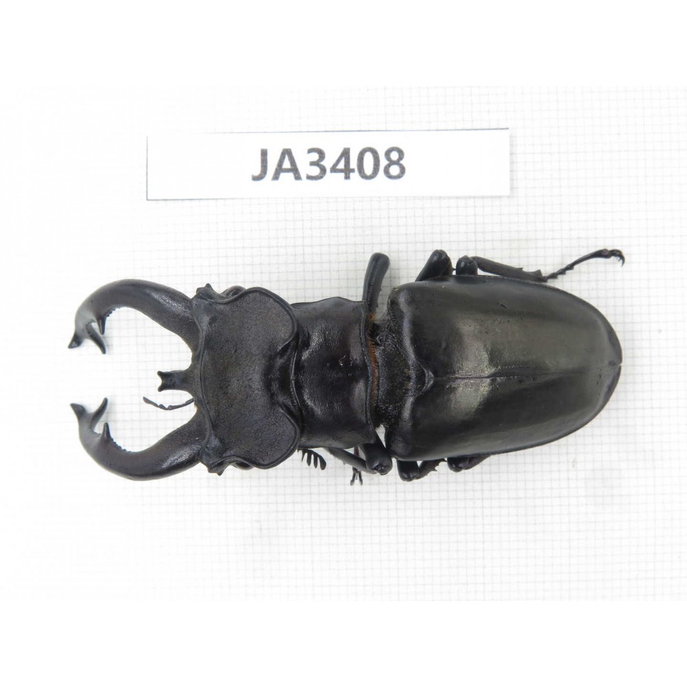 Lucanus fryi. China, Tibet, Linzhi, Motuo county. 1M. JA3408.