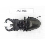 Lucanus fryi. China, Tibet, Linzhi, Motuo county. 1M. JA3408.