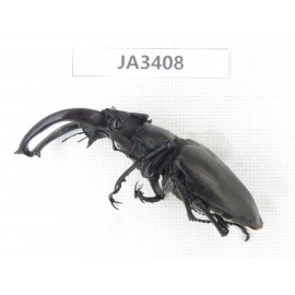 Lucanus fryi. China, Tibet, Linzhi, Motuo county. 1M. JA3408.