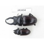 Dorcus sp. Myanmar, Kechin, Nanse. 1P. JA3434.
