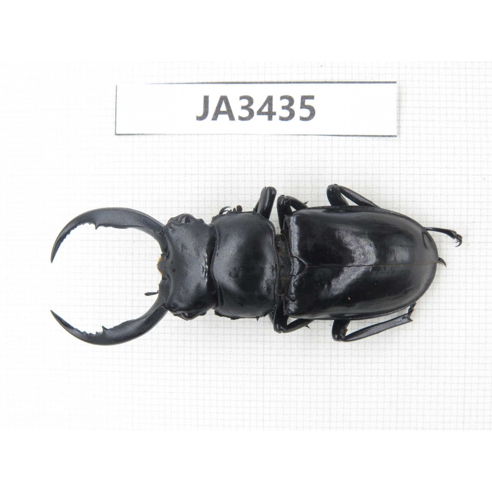 Rhaetulus sp. Myanmar, Kechin, Nanse. 1M. JA3435.