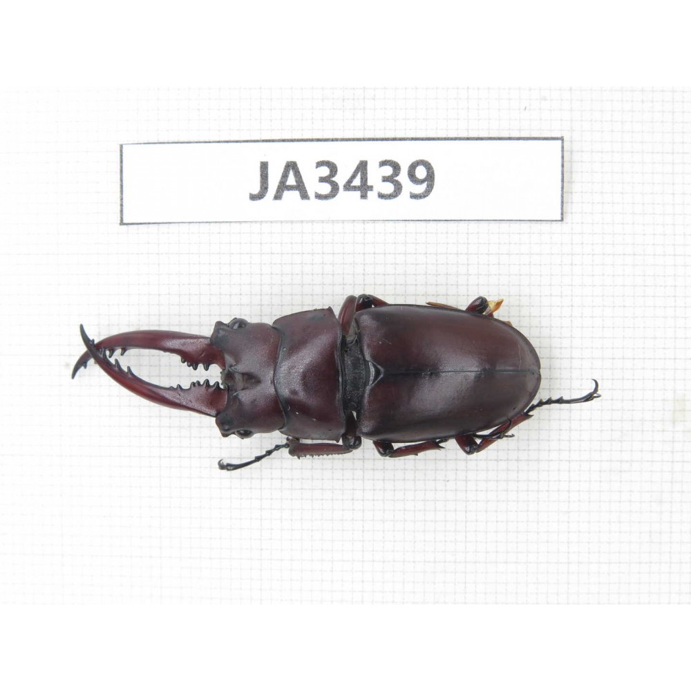 Prosopocoilus sp. Myanmar, Kechin, Nanse. 1M. JA3439.