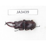 Prosopocoilus sp. Myanmar, Kechin, Nanse. 1M. JA3439.