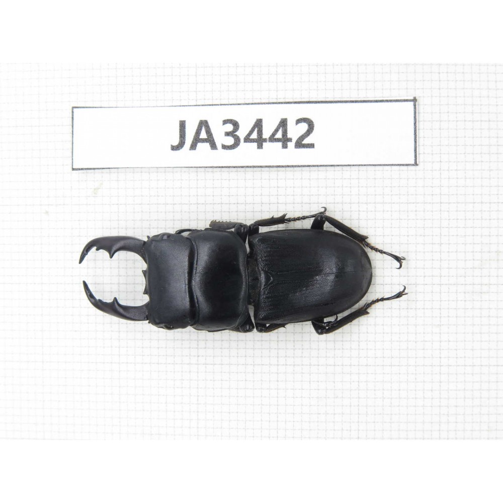 Dorcus sp. Myanmar, Kechin, Nanse. 1M. JA3442.