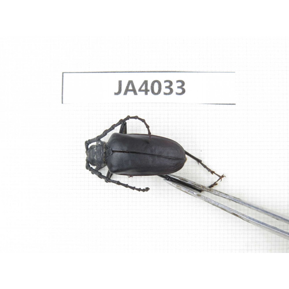 Cerambycidae sp. China, Myanmar, Kechin, Nanse. 1Pcs. JA4033.