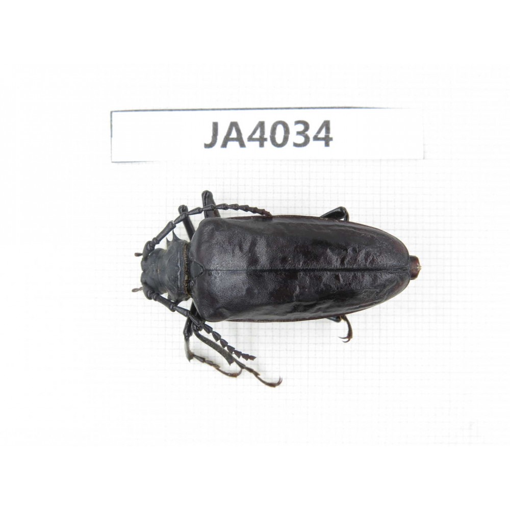 Cerambycidae sp. China, Myanmar, Kechin, Nanse. 1Pcs. JA4034.