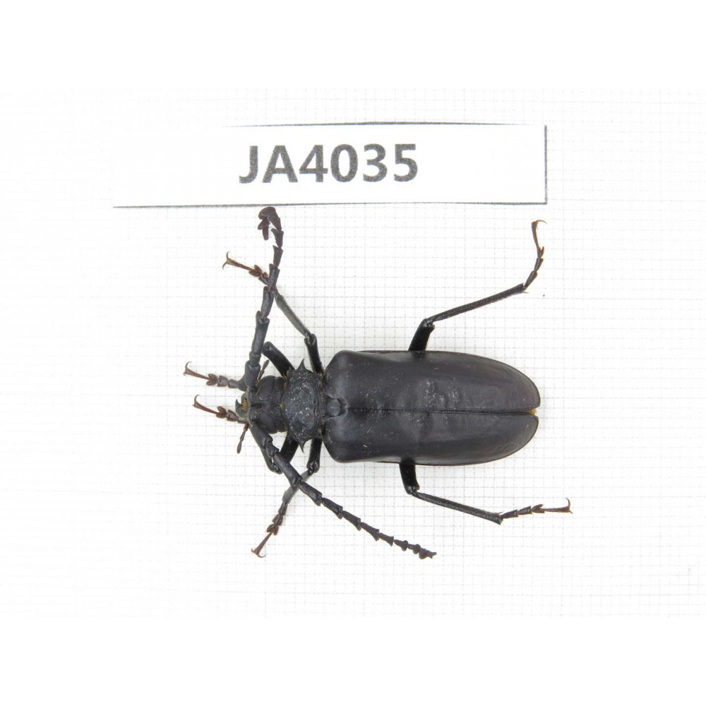Cerambycidae sp. China, Myanmar, Kechin, Nanse. 1Pcs. JA4035.