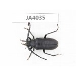 Cerambycidae sp. China, Myanmar, Kechin, Nanse. 1Pcs. JA4035.