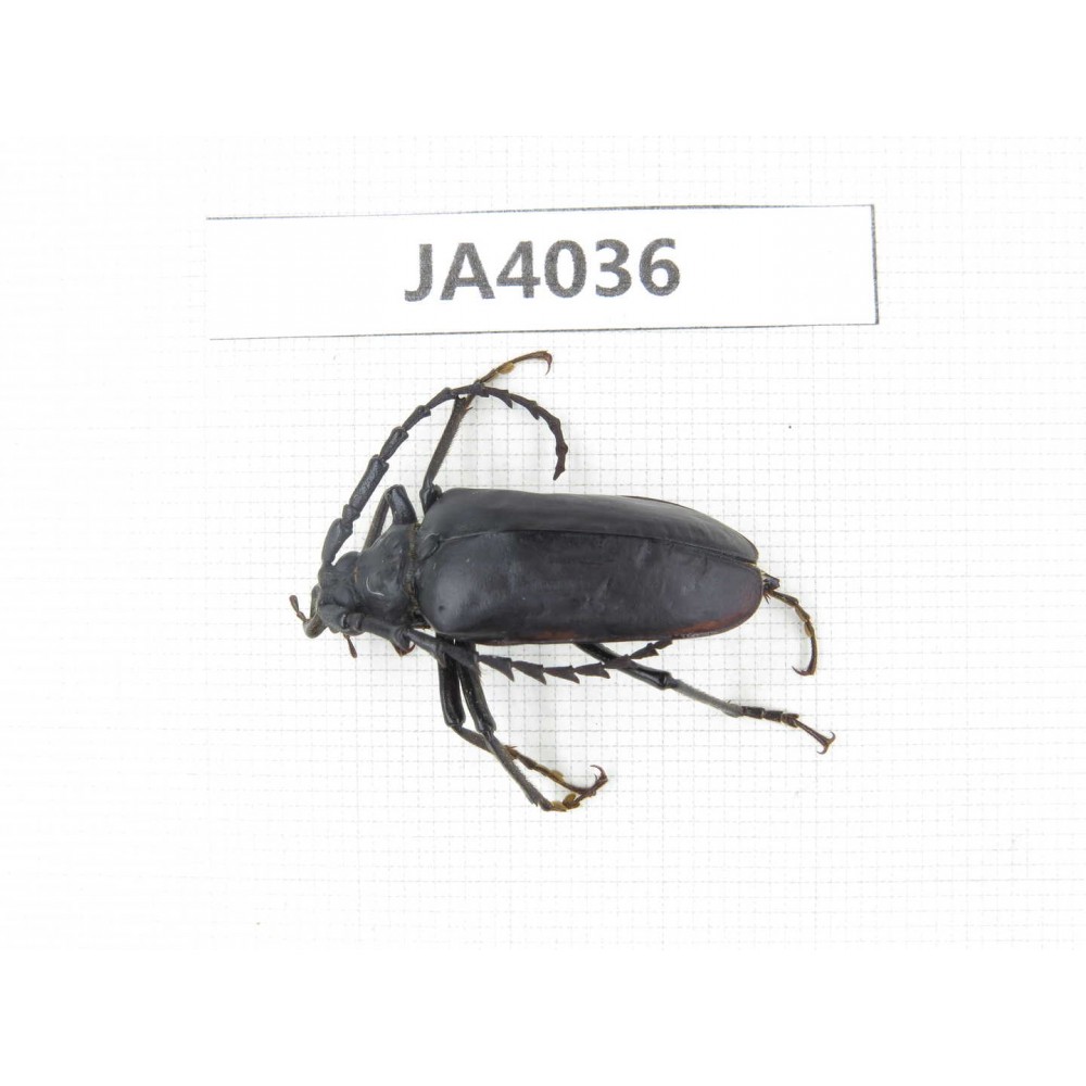 Cerambycidae sp. China, Myanmar, Kechin, Nanse. 1Pcs. JA4036.