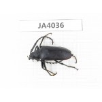Cerambycidae sp. China, Myanmar, Kechin, Nanse. 1Pcs. JA4036.