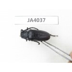 Cerambycidae sp. China, Myanmar, Kechin, Nanse. 1Pcs. JA4037.