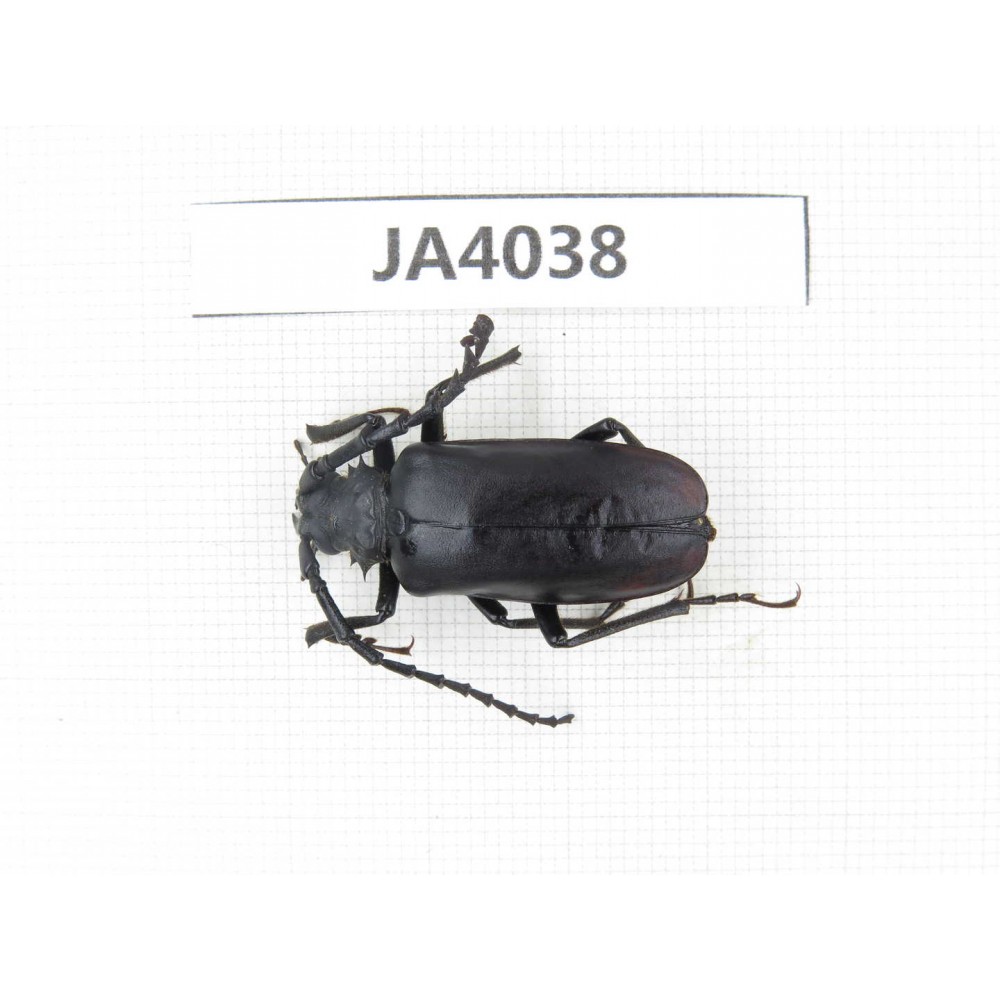 Cerambycidae sp. China, Myanmar, Kechin, Nanse. 1Pcs. JA4038.