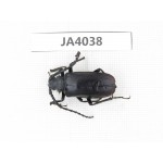 Cerambycidae sp. China, Myanmar, Kechin, Nanse. 1Pcs. JA4038.