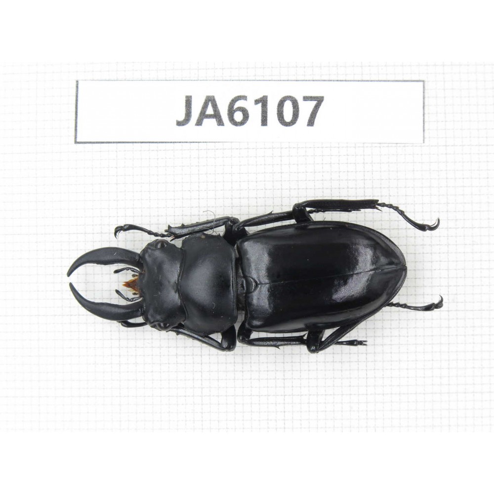 Rhaetus westwoodi kazumiae. Myanmar, Kechin, Nanse. 1M. JA6107.