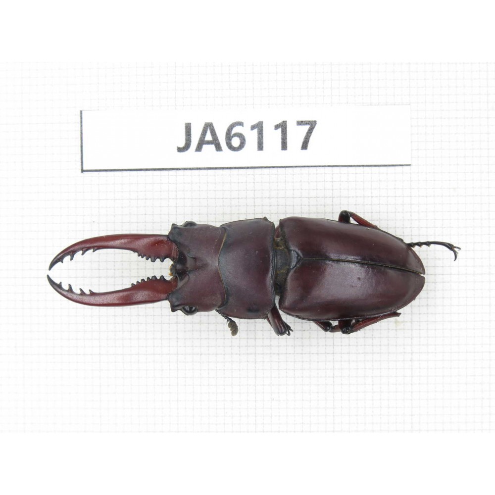 Prosopocoilus sp. Myanmar, Kechin, Nanse. 1M. JA6117.