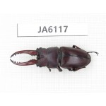 Prosopocoilus sp. Myanmar, Kechin, Nanse. 1M. JA6117.