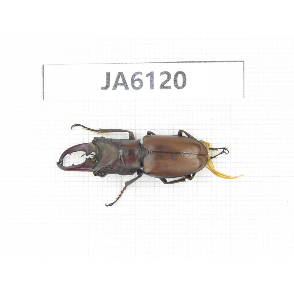 Cyclommathus sp. China, Myanmar, Kechin, Nanse. 1M. JA6120.