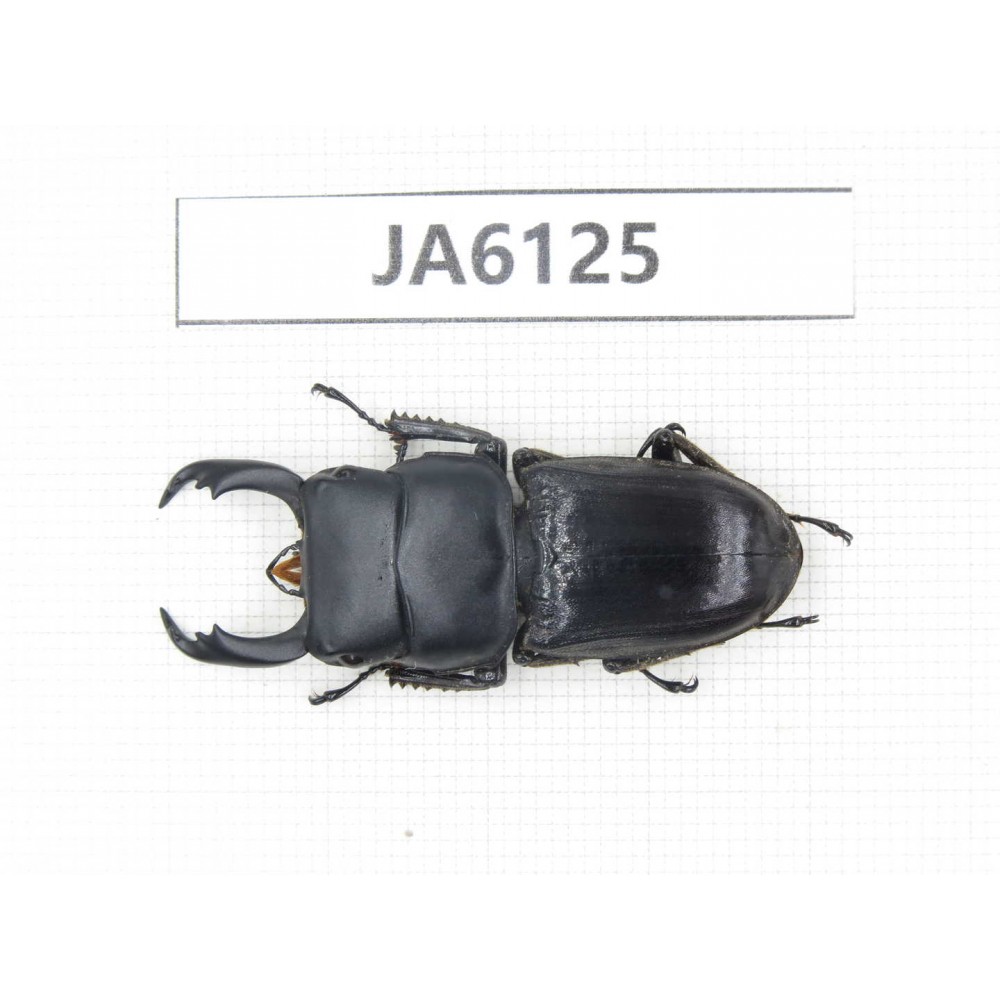 Dorcus sp. Myanmar, Kechin, Nanse. 1M. JA6125.