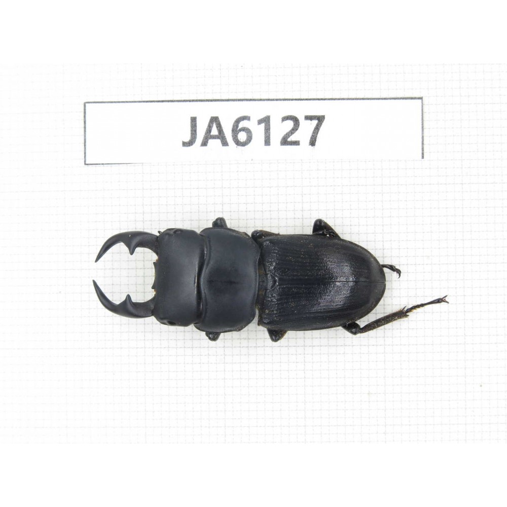 Dorcus sp. Myanmar, Kechin, Nanse. 1M. JA6127.
