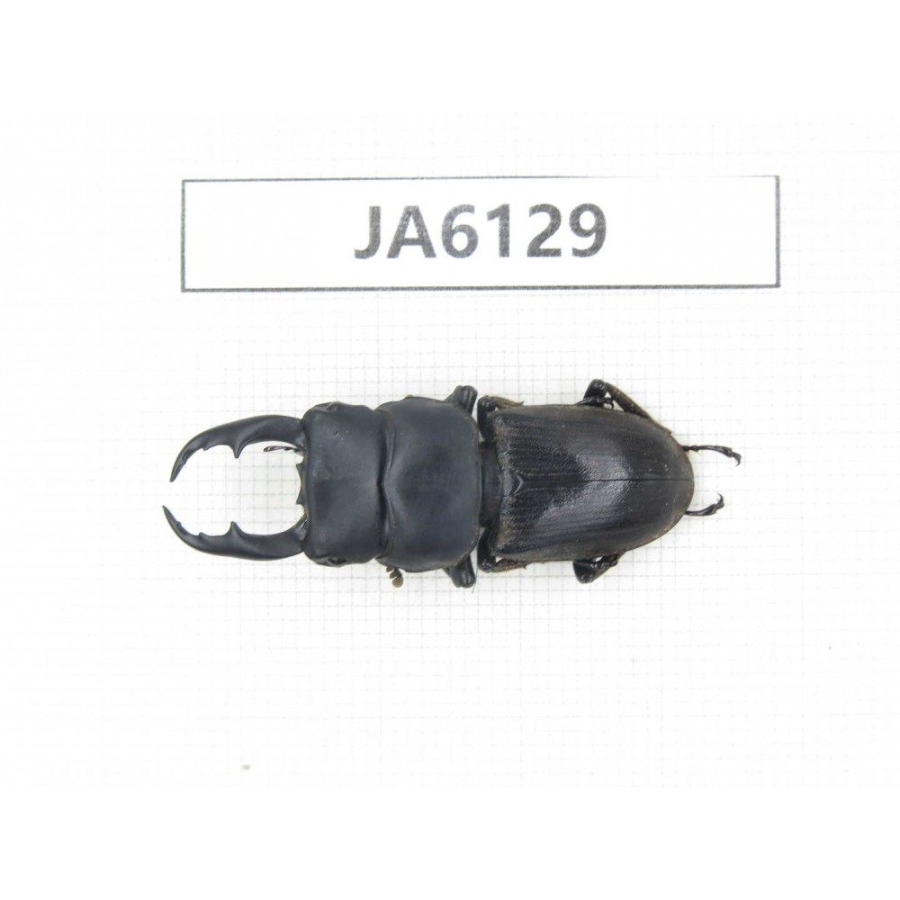 Dorcus sp. Myanmar, Kechin, Nanse. 1M. JA6129.