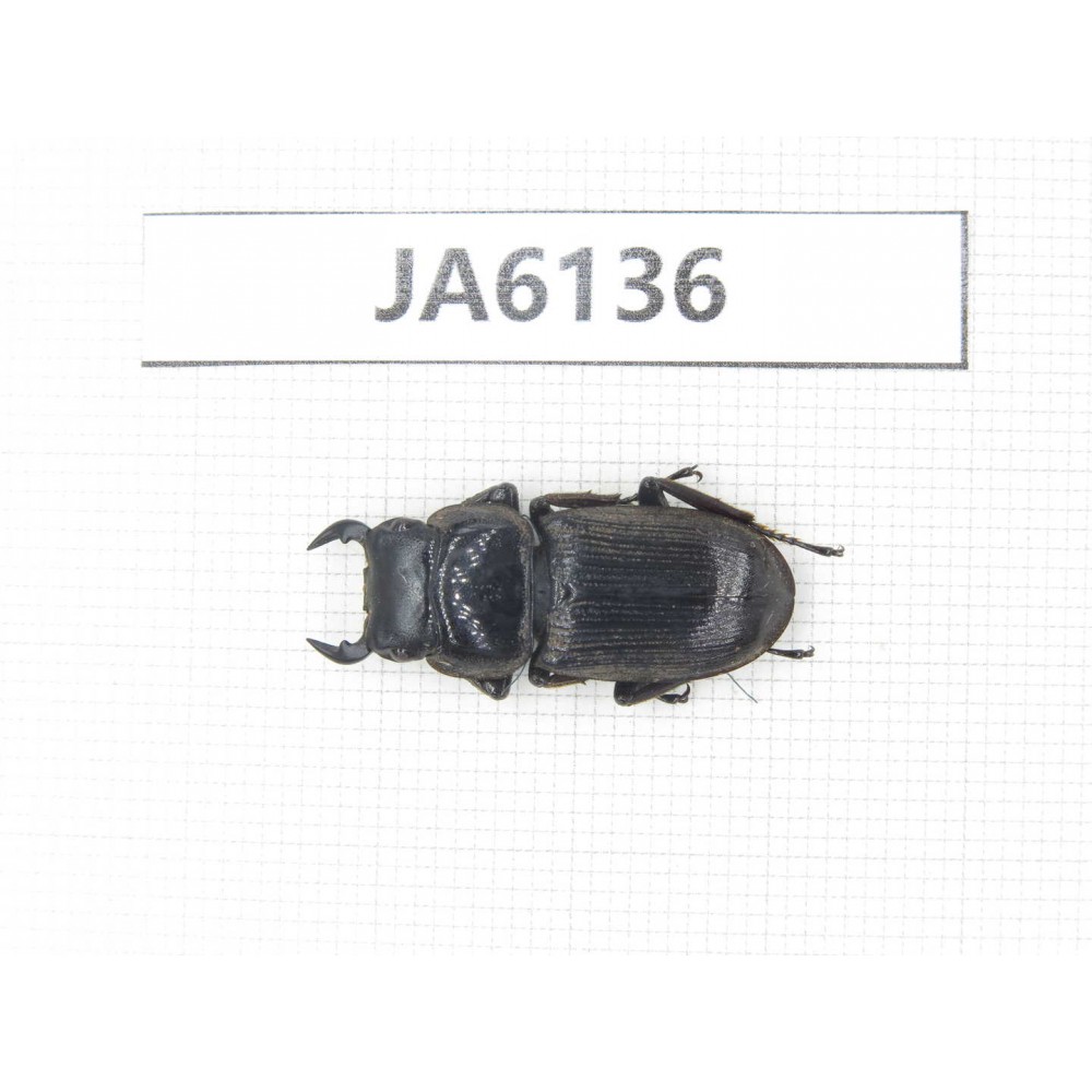 Dorcus sp. Myanmar, Kechin, Nanse. 1M. JA6136.
