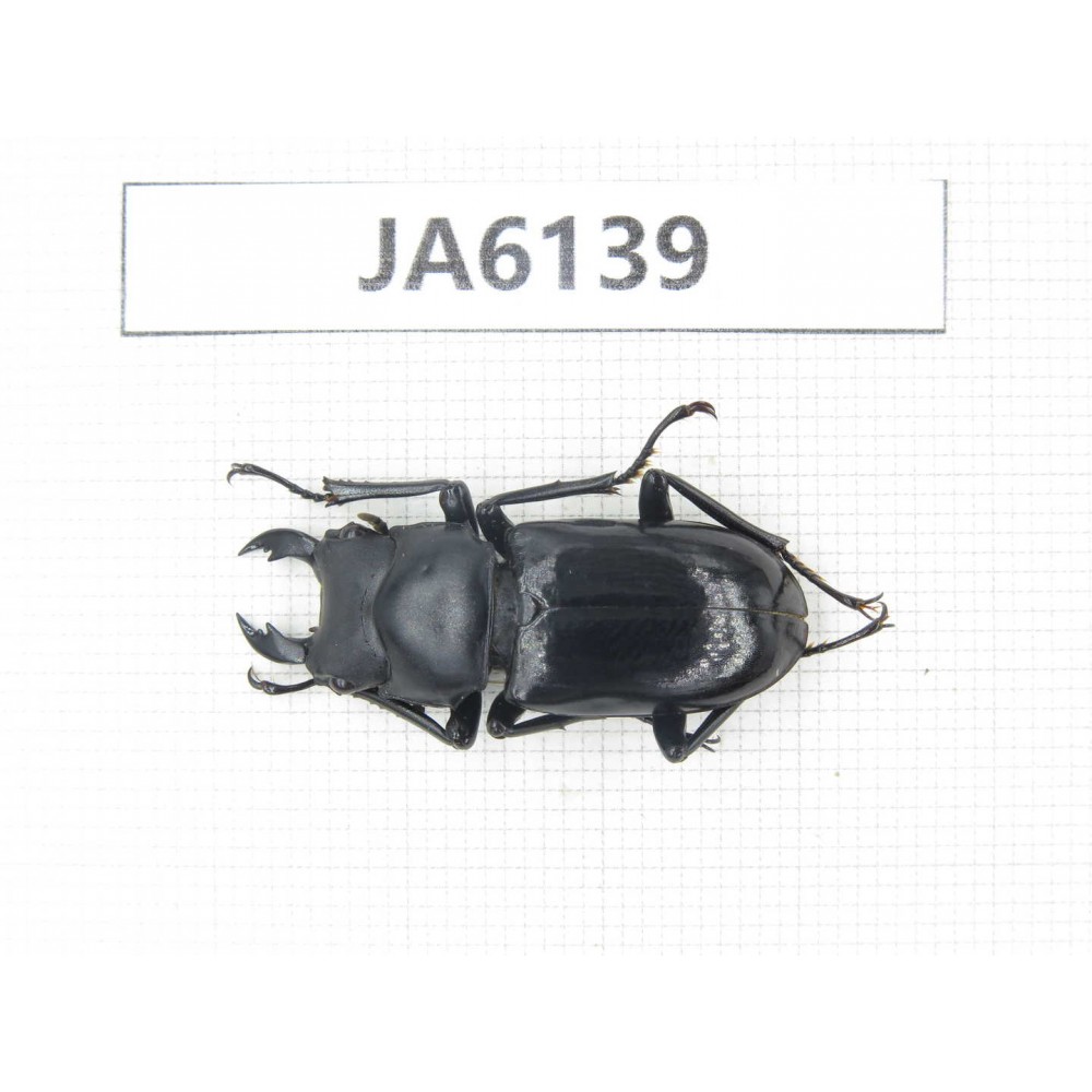Dorcus sp. Myanmar, Kechin, Nanse. 1M. JA6139.