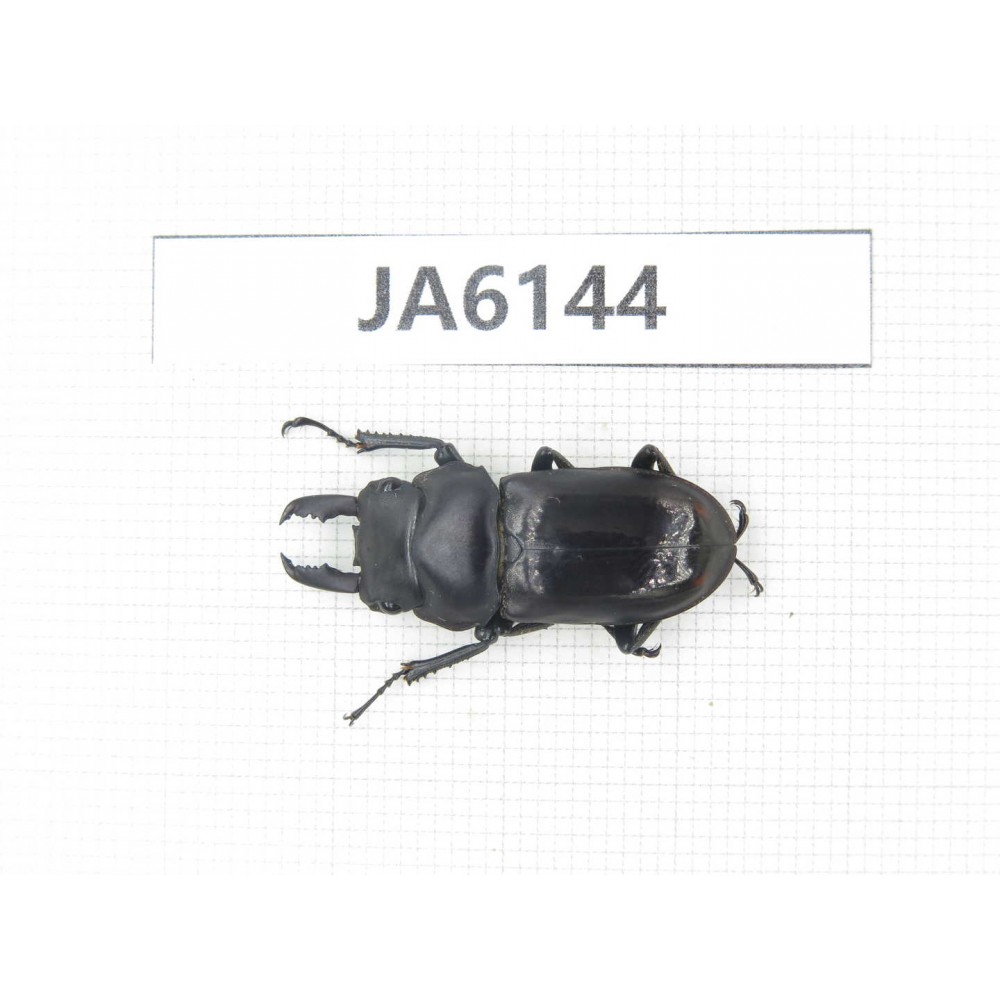 Dorcus sp. Myanmar, Kechin, Nanse. 1M. JA6144.