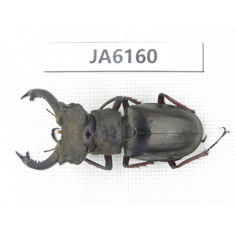 Lucanus prossi. Myanmar, Kechin, Nanse. 1M. JA6160.