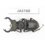 Lucanus prossi. Myanmar, Kechin, Nanse. 1M. JA6160.