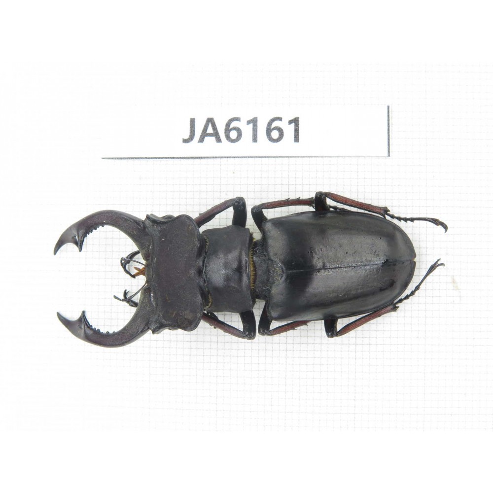 Lucanus prossi. Myanmar, Kechin, Nanse. 1M. JA6161.