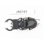 Lucanus prossi. Myanmar, Kechin, Nanse. 1M. JA6161.