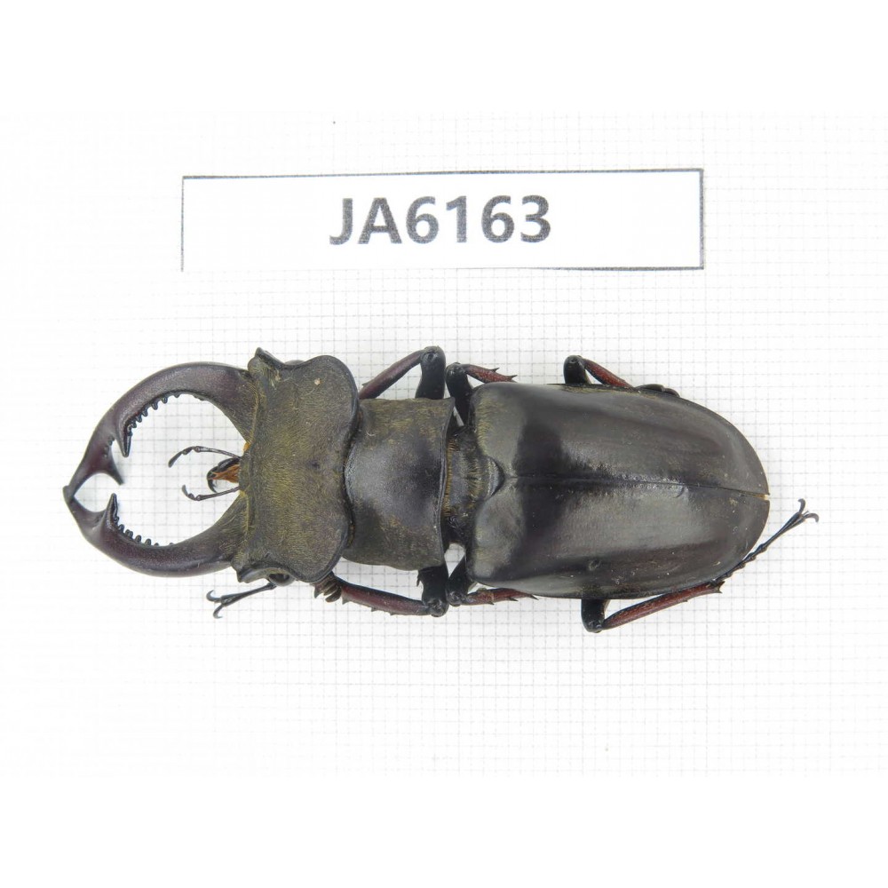 Lucanus prossi. Myanmar, Kechin, Nanse. 1M. JA6163.