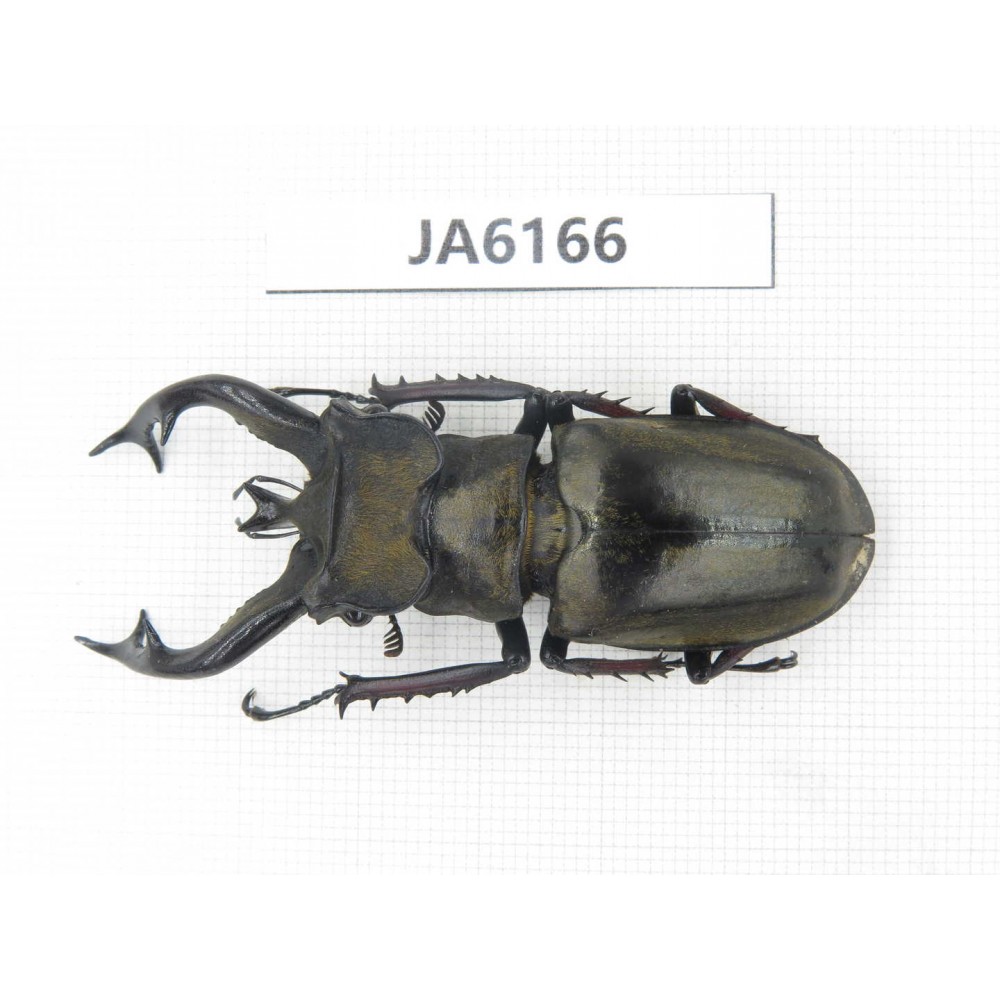 Lucanus tibetanus ssp. Myanmar, Kechin, Nanse. 1M. JA6166.