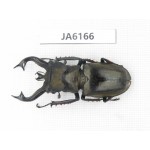 Lucanus tibetanus ssp. Myanmar, Kechin, Nanse. 1M. JA6166.