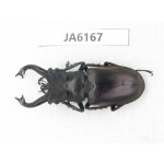 Lucanus tibetanus ssp. Myanmar, Kechin, Nanse. 1M. JA6167.