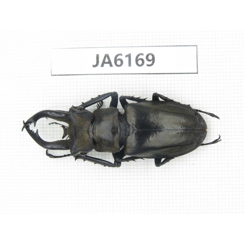 Lucanus tibetanus ssp. Myanmar, Kechin, Nanse. 1M. JA6169.