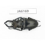 Lucanus tibetanus ssp. Myanmar, Kechin, Nanse. 1M. JA6169.