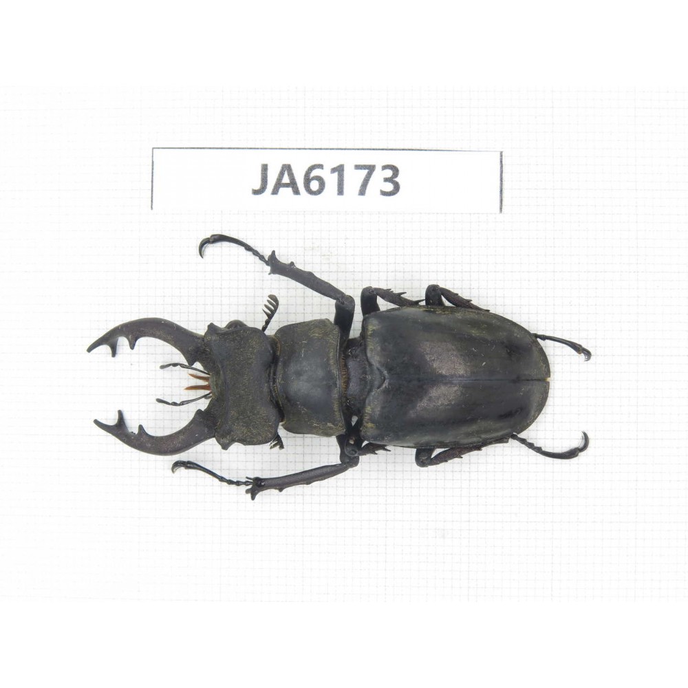 Lucanus nangsara. Myanmar, Kechin, Nanse. 1M. JA6173.